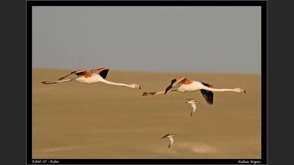 Flamingo