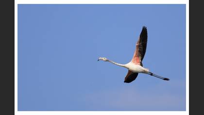 Flamingo