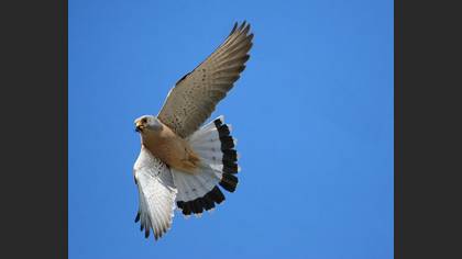 Küçük kerkenez