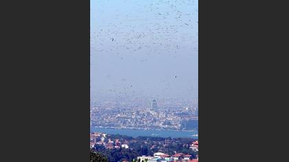 Leylek