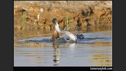 Karabatak