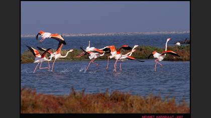 Flamingo