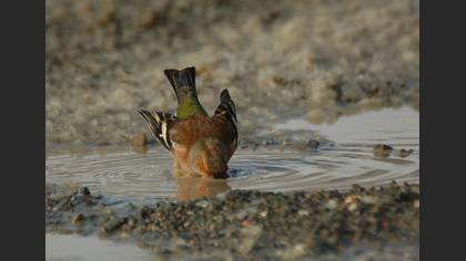 İspinoz