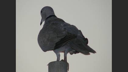 Kumru