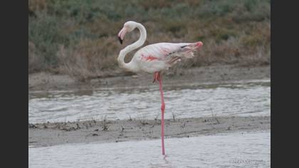 Flamingo
