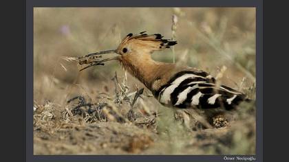 İbibik