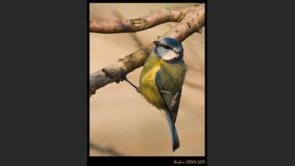 Mavi baştankara