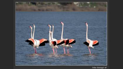 Flamingo