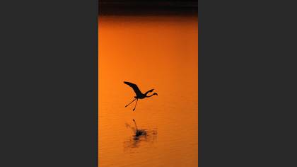 Flamingo