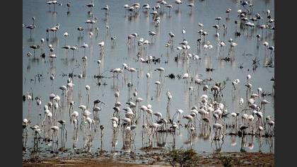 Flamingo