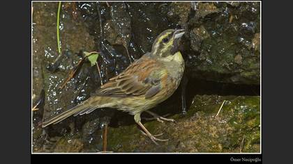 Bahçe kirazkuşu