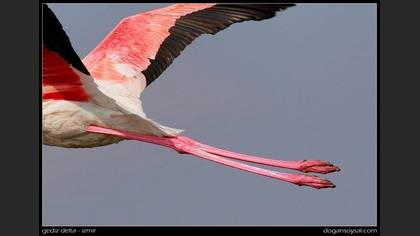 Flamingo