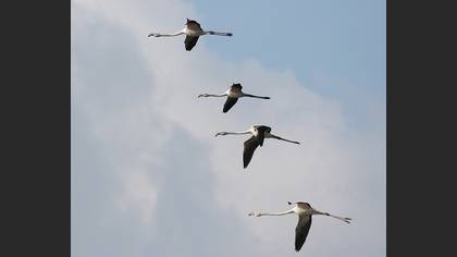 Flamingo