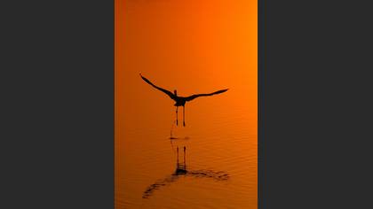 Flamingo