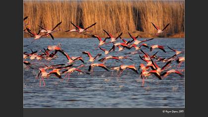 Flamingo