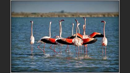 Flamingo