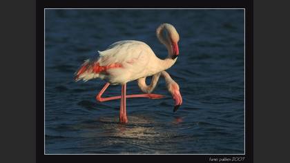 Flamingo