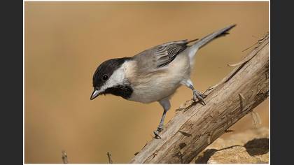 Akyanaklı baştankara