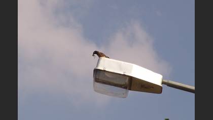 Çiğdeci