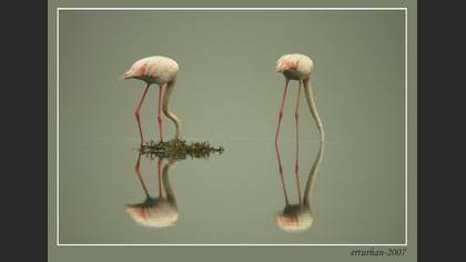 Flamingo