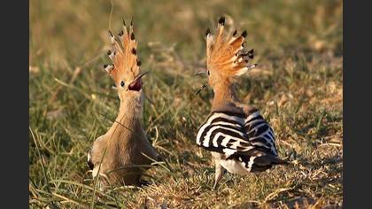 İbibik
