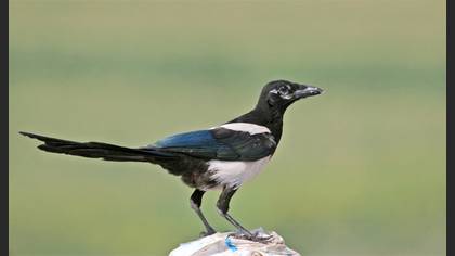 Saksağan