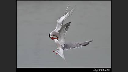 Sumru