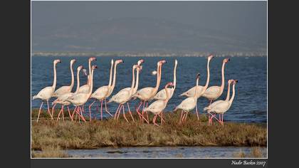 Flamingo
