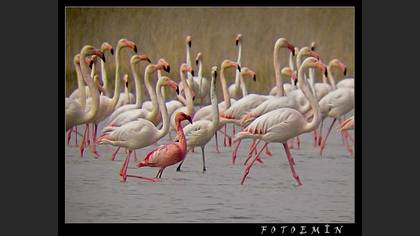 Küçük flamingo