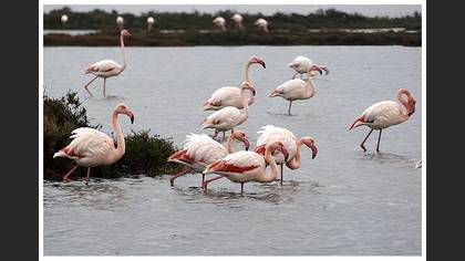 Flamingo