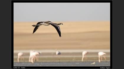 Flamingo