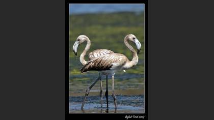 Flamingo