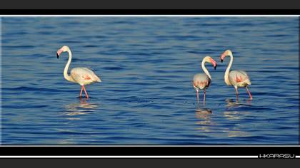 Flamingo