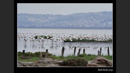 Flamingo