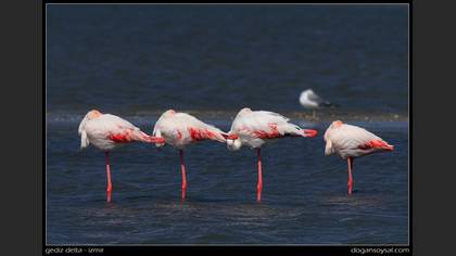 Flamingo
