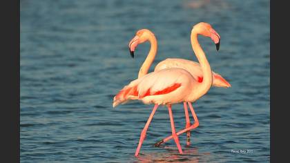 Flamingo