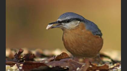 Sıvacı