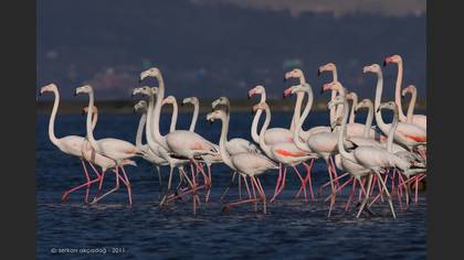 Flamingo