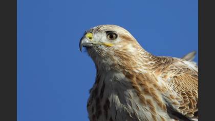 Kızıl şahin