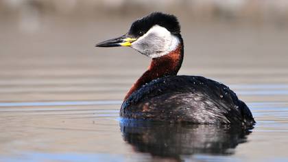 Kızılboyunlu batağan » Red-necked Grebe » Podiceps grisegena