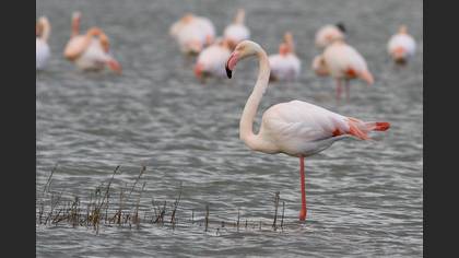 Flamingo