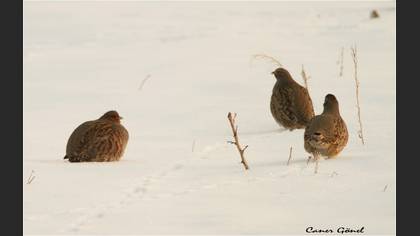 Çilkeklik
