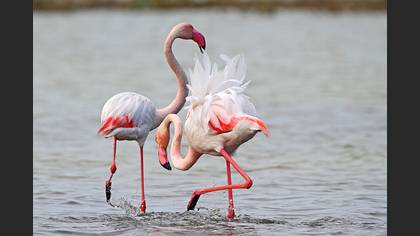 Flamingo