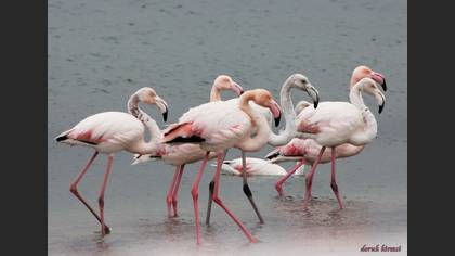 Flamingo