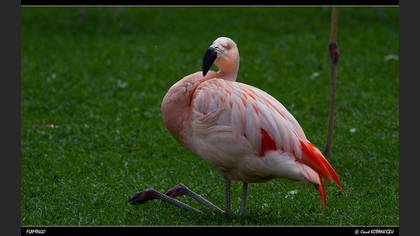 Flamingo