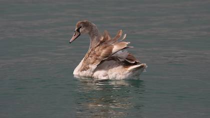 Kuğu