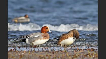 Fiyu