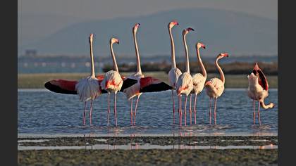 Flamingo