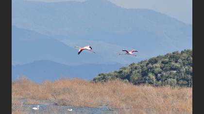 Flamingo