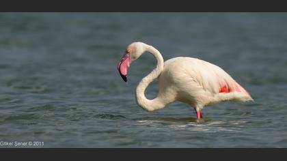 Flamingo